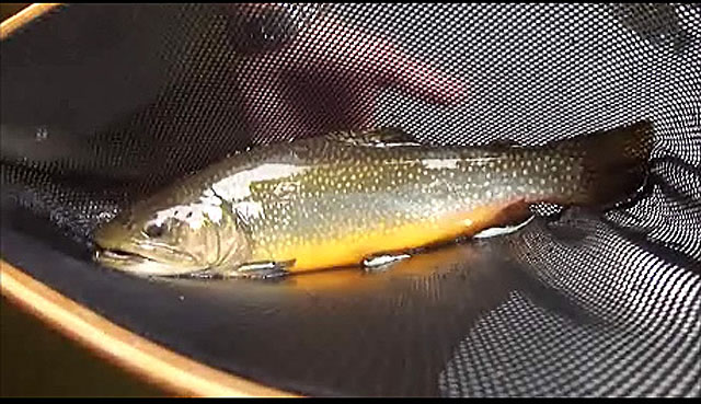 Big Brookie.jpg - Big Brookie.  As pretty as it was large!